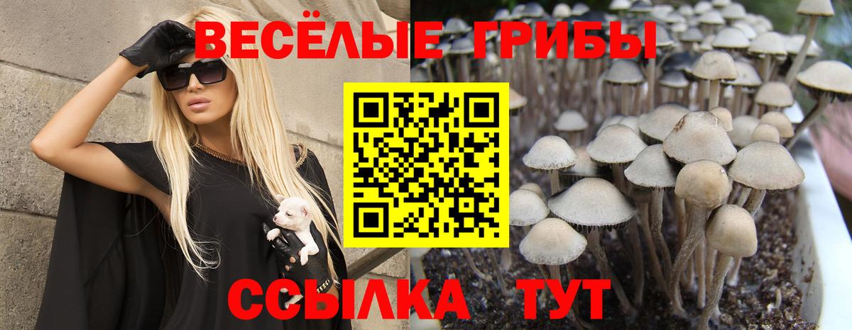 Галлюциногенные грибы Cubensis Каменка
